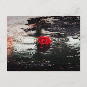 Single Red Rose In The Rain Postcard