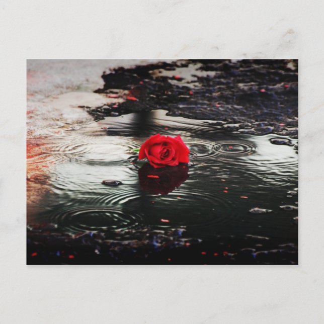 Single Red Rose In The Rain Postcard (Front)