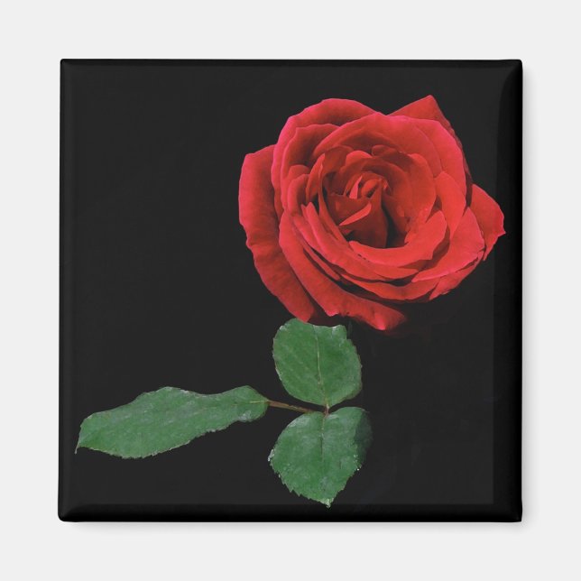 Single Red Rose Magnet (Front)