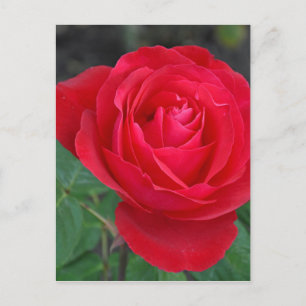 Single red rose postcard