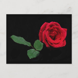 Single Red Rose Postcard