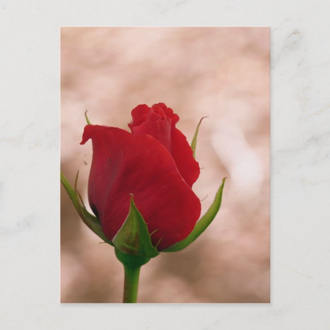 Single Red Rose Postcard (Front)