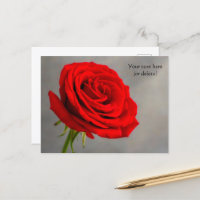 Single Red Rose Postcard