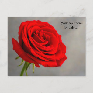 Single Red Rose Postcard
