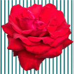 Single Red Rose Sculpture  Standing Photo Sculpture<br><div class="desc">This Single Red Rose design from Zazzle and Elizabeth's Creative Pursuits features a single red rose. It is also available with a single yellow rose, a single pink rose, or a single white rose. Red roses symbolise love and passion, yellow roses symbolise friendship, pink roses symbolise admiration or affection, and...</div>
