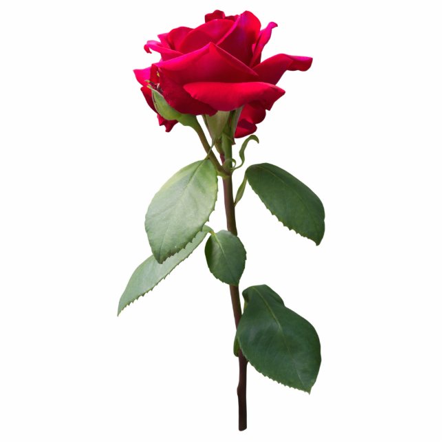 Single red rose standing photo sculpture (Front)