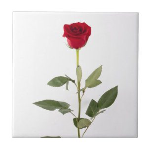 Single Red Rose Tile