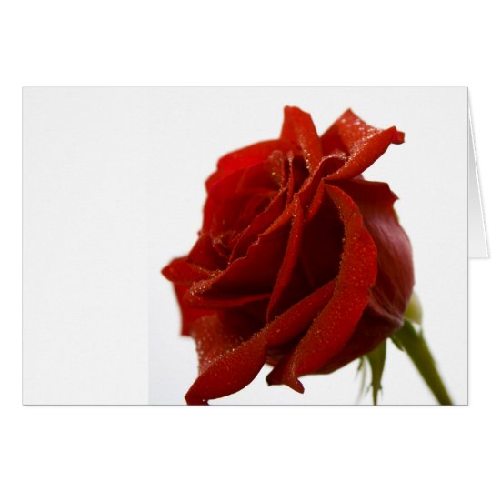 Single Red Rose With Dew Drops Card