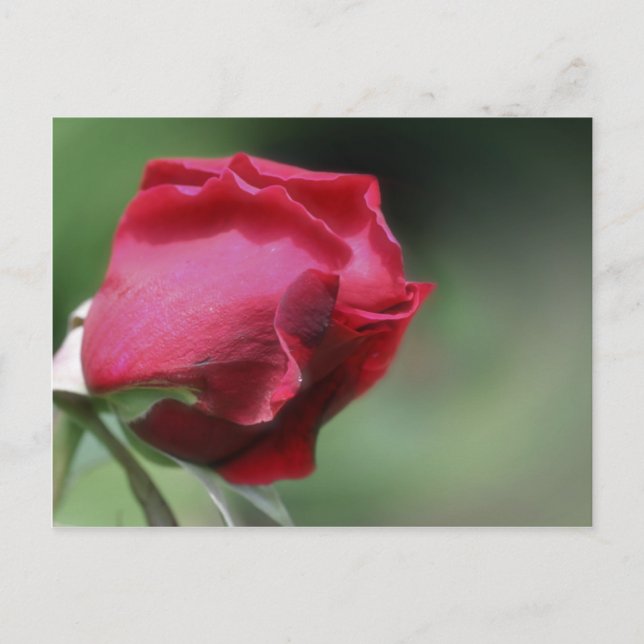 Single Red Rosebud Flower Postcard (Front)