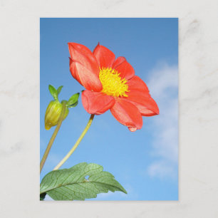 Single Red Strawberry Blossom Flower Postcard