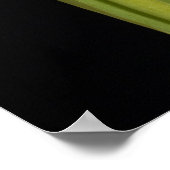 Single red tulip on black background poster (Corner)