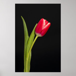 Single red tulip on black background poster