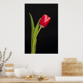 Single red tulip on black background poster (Kitchen)