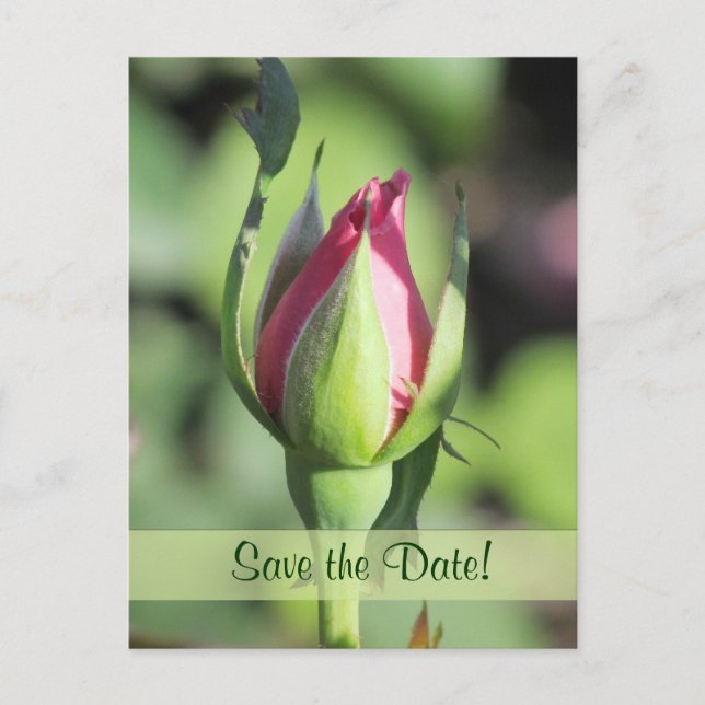 Single Rose Bud Save the Date Postcards (Front)
