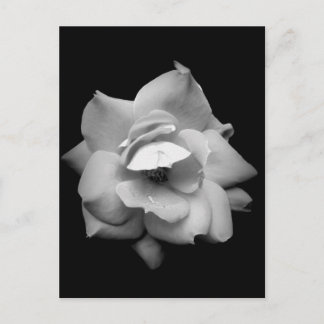 Single Rose in Black and White Postcard
