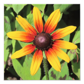 Single Rudbeckia Flower Photographic Print