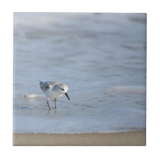 Single Sandpiper walking on beach Tile