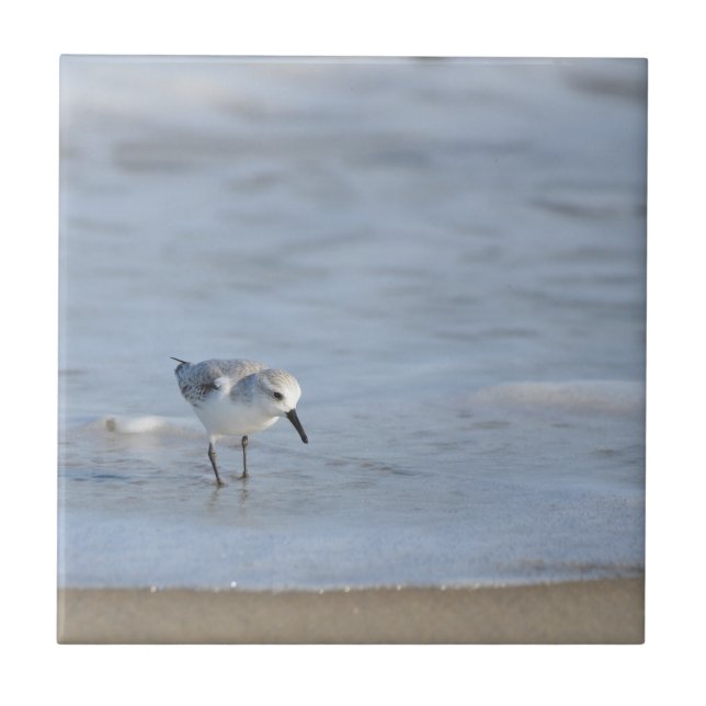 Single Sandpiper walking on beach  Tile (Front)