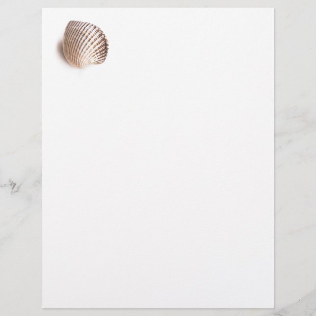 Single seashell (Front)