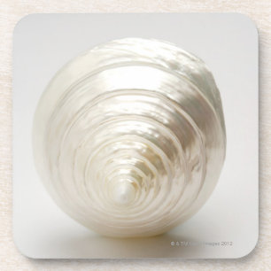 Single spiral seashell coaster