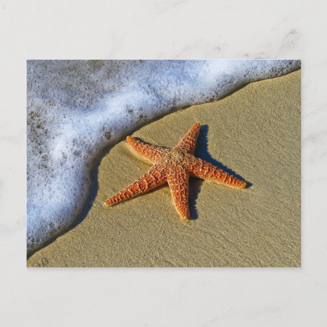 Single Starfish on Beach Postcard (Front)