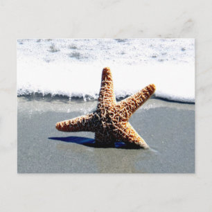 Single Starfish Washed Ashore Postcard