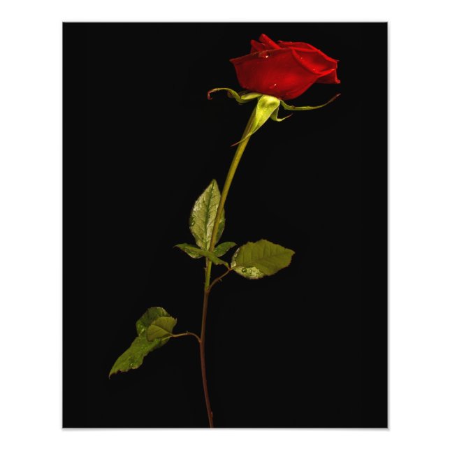 Single Stem Rose Photo Print (Front)