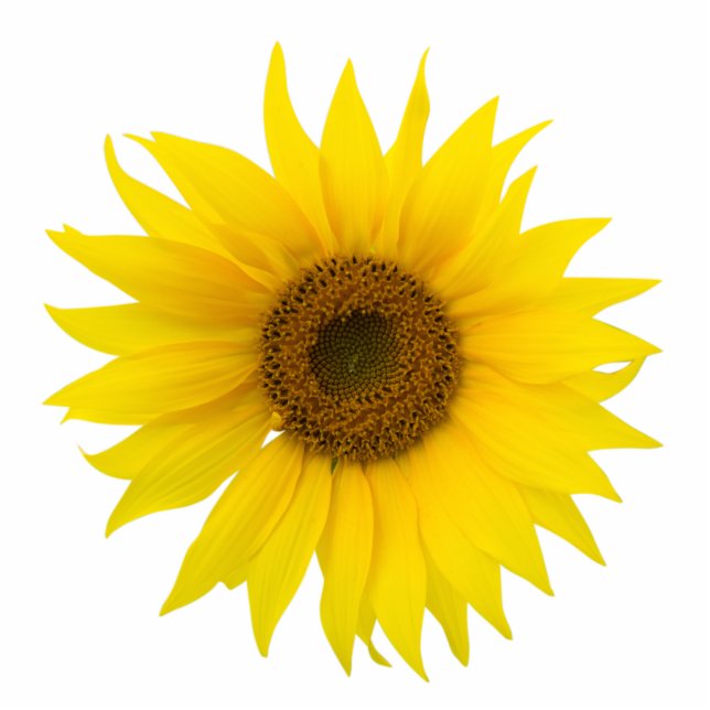 Single sunflower standing photo sculpture (Front)