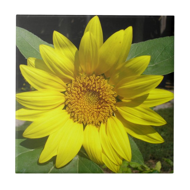 Single Sunflower Tile (Front)