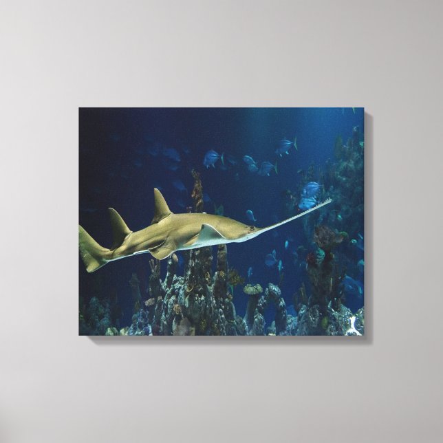 Single Swordfish Canvas Print (Front)