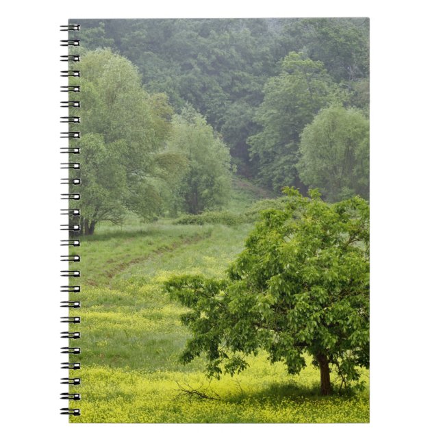 Single tree in agricultural farm field, Tuscany, 2 Notebook (Front)