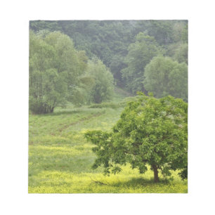 Single tree in agricultural farm field, Tuscany, 2 Notepad