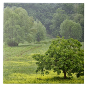 Single tree in agricultural farm field, Tuscany, 2 Tile