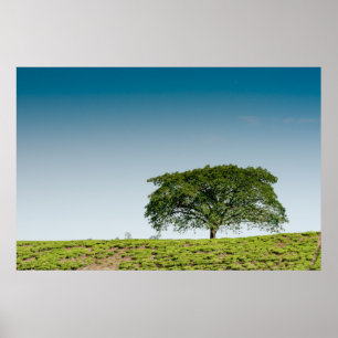 Single tree in tea plantations poster