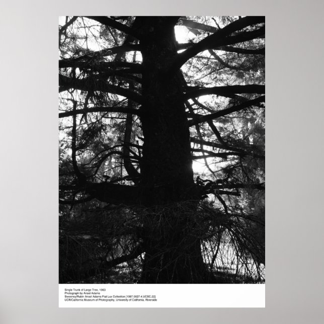Single Trunk of Large Tree, 1963, by Ansel Adams Poster (Front)