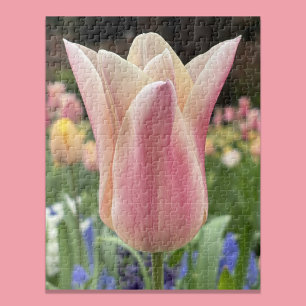 Single Tulip Blossom in Garden Skagit Valley Jigsaw Puzzle