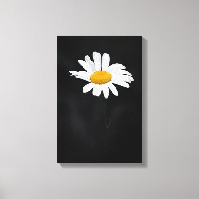Single White and Yellow Daisy Flower on Black Canvas Print (Front)