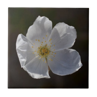 Single White blossom Tile