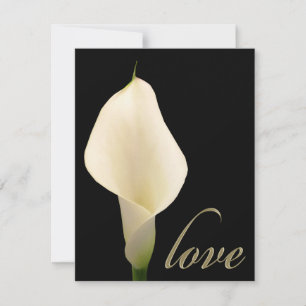 Single white calla lily