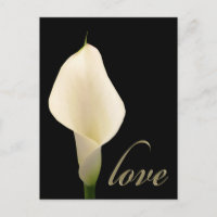 Single white calla lily