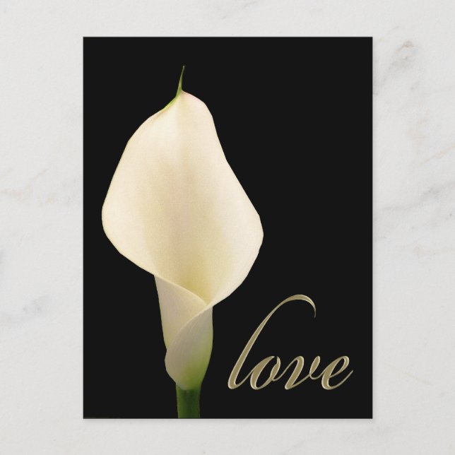 Single white calla lily postcard (Front)