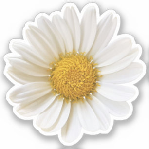 Single White Daisy