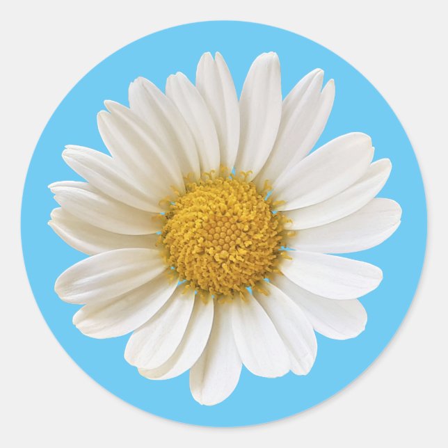 Single White Daisy on Sky Blue Classic Round Sticker (Front)