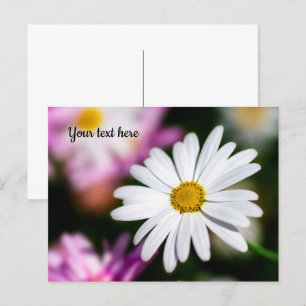 Single White Daisy Postcard