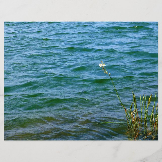 Single white flower water reed pond (Front)