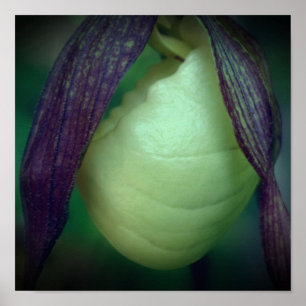 Single White Lady Slipper Orchid Flower Close Up Poster