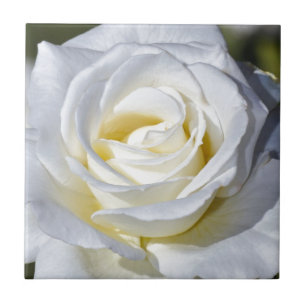 Single white rose blossoms tile