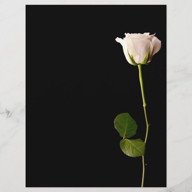 Single white rose on a black background flyer (Front)