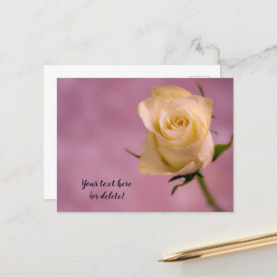 Single White Rose Postcard