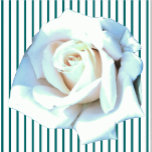Single White Rose Sculpture  Standing Photo Sculpture<br><div class="desc">This Single White Rose design from Zazzle and Elizabeth's Creative Pursuits features a single white rose. It is also available with a single yellow rose, a single red rose, or a single pink rose. Red roses symbolise love and passion, yellow roses symbolise friendship, pink roses symbolise admiration or affection, and...</div>